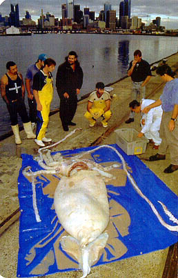 Giant squid